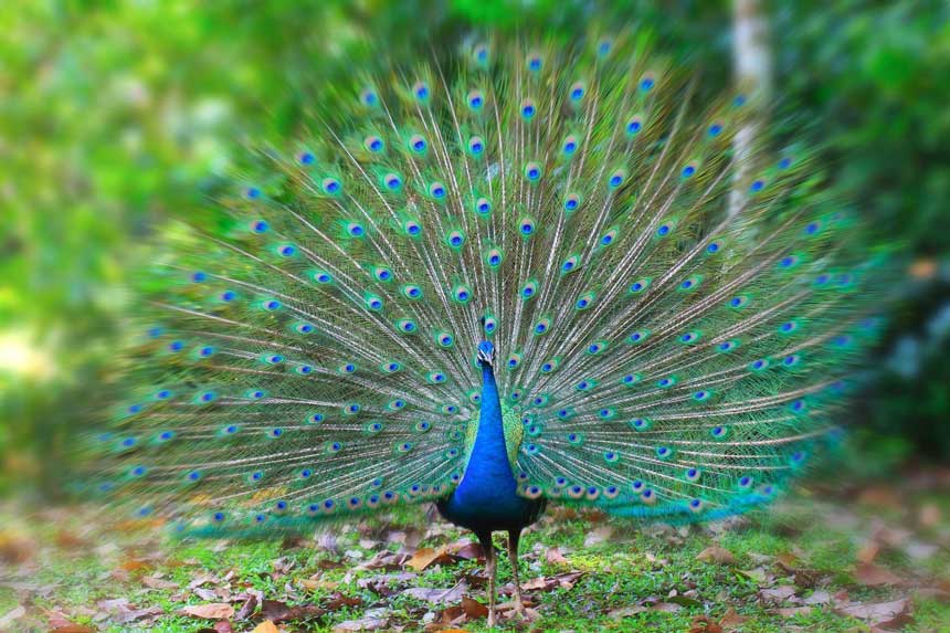 کسب و کار با زیبای افسانه‌ای به نام طاووس