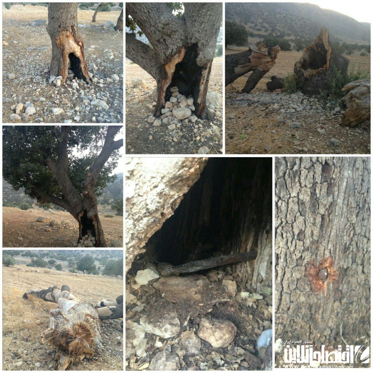 نابود کردن تدریجی درختان در نورآباد +عکس