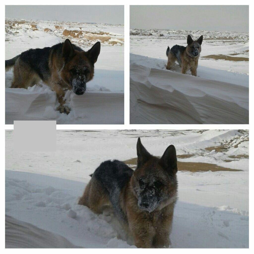 سگ‌های نجات هلال‌احمر در دامنه کوه دنا +عکس
