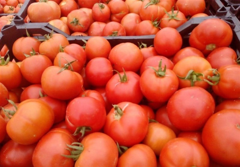 بخشنامه جدید وزارت صمت برای تسهیل صادرات گوجه