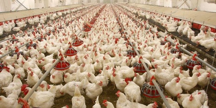 درخواست حجتی از رحمانی برای حذف عوارض صادراتی مرغ