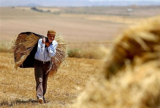 پُر کردن دست خالی کشاورزان با کود و بذر!/ آیا وزیر جهاد کشاورزی تسلیم مخالفان خودکفایی گندم شده است؟