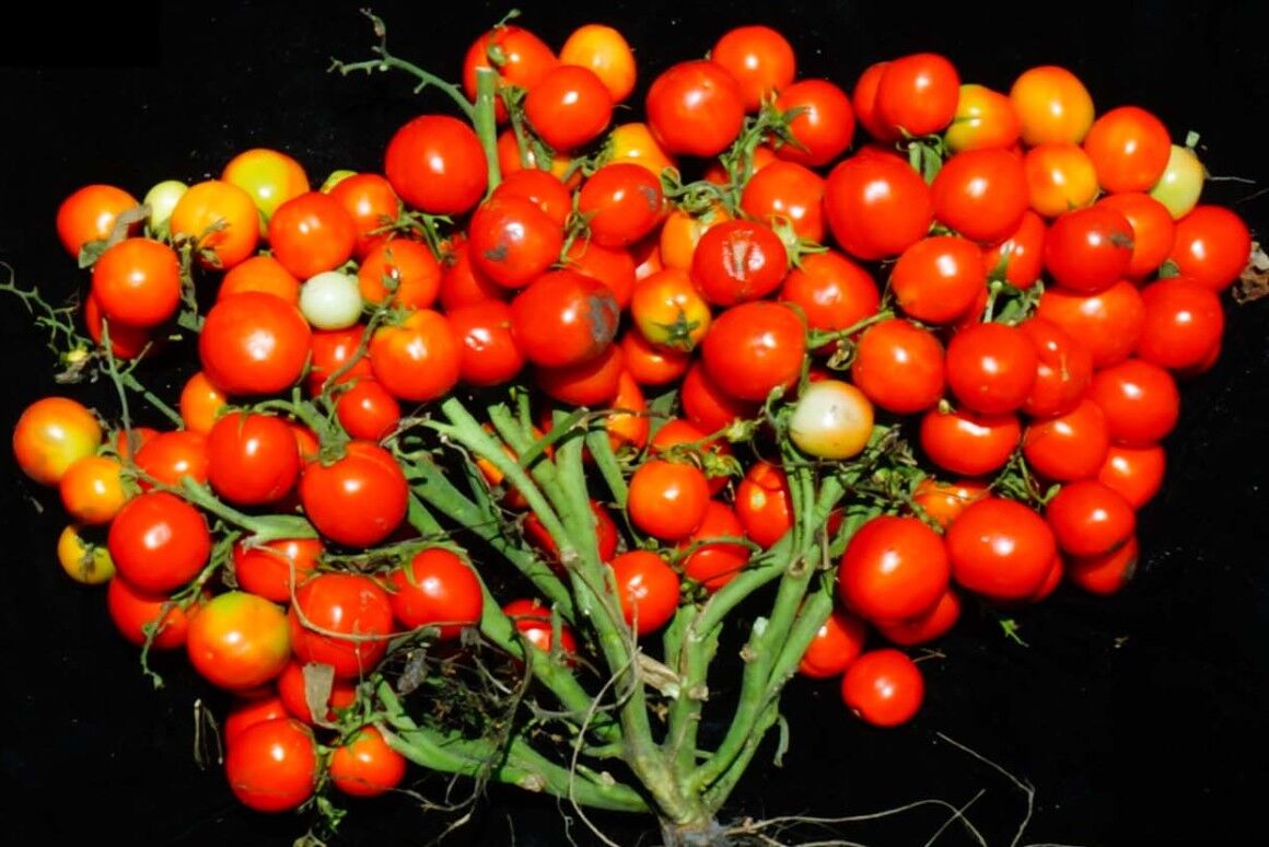 تولید گوجه فرنگی به شکل انگور! +عکس