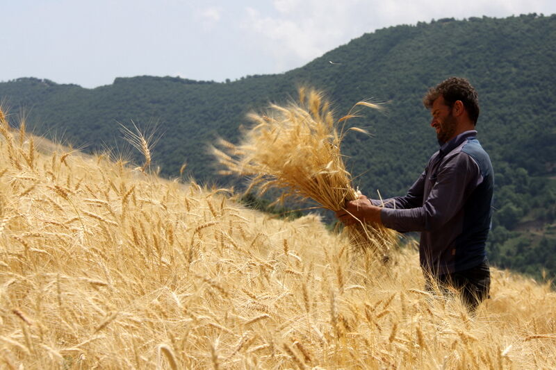 جزییات میزان خرید گندم از کشاورزان +فیلم