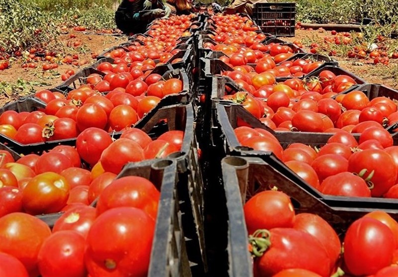 خرید حمایتی گوجه‌فرنگی با نرخ مصوب ۱۱۵۰تومان آغاز شد