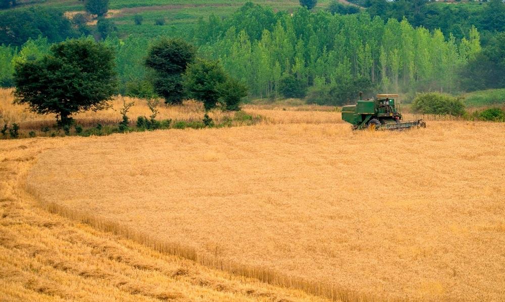 ۱۱هزار میلیارد تومان؛ ارزش گندم خریداری شده از کشاورزان