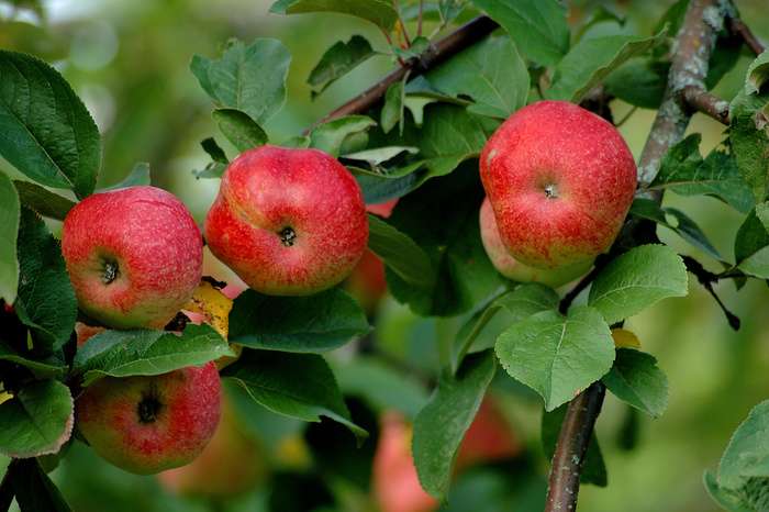 کاهش 35 درصدی صادرات سیب