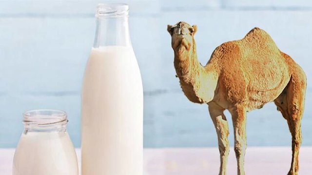 تب مالت در کمین مصرف کنندگان شیر شتر
