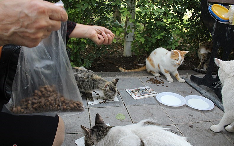 بازداشت یک پیرزن ۸۵ ساله به خاطر غذا دادن به گربه ها! + فیلم