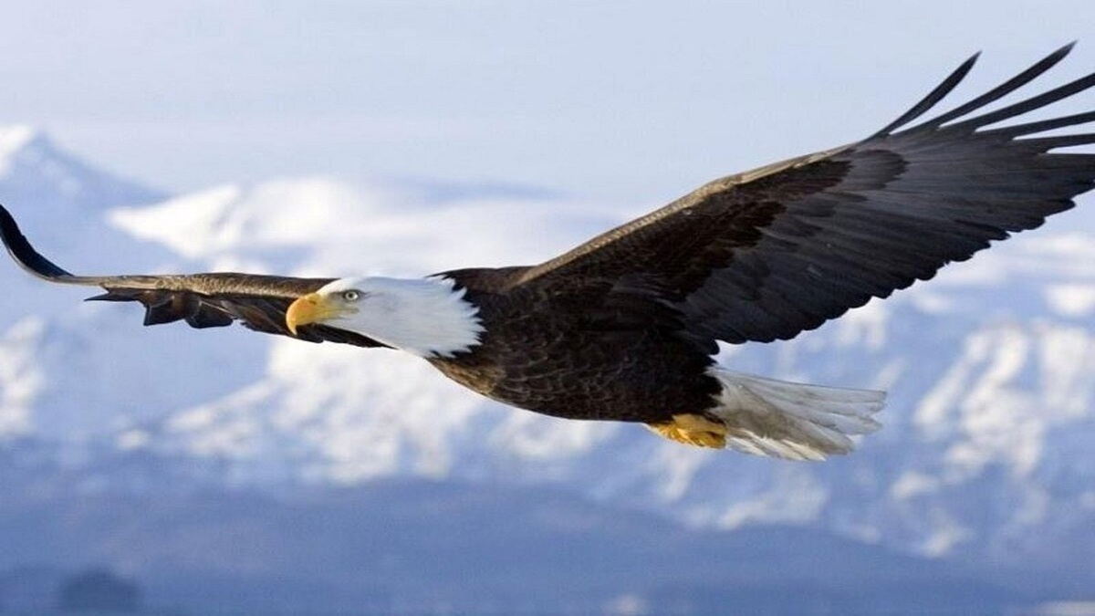 غذاخوردن عقاب طلایی در روز برفی پارک ملی گلستان + فیلم