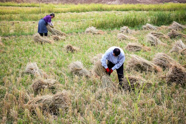 ممنوعیت کشت برنج در استان خوزستان از سال زراعی آینده
