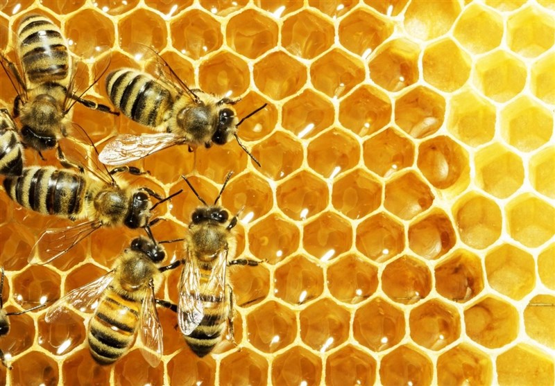 هشدار نسبت به کاهش جمعیت زنبور عسل در پی خشکسالی
