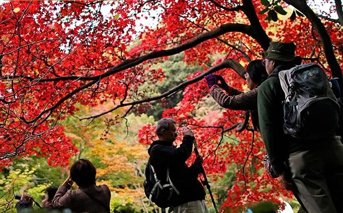 تماشای پاییز خوشرنگ باغ سانکین در یوکوهاما +عکس