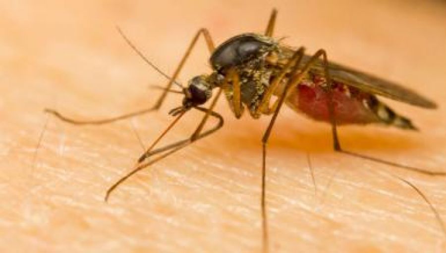 بیماری‌هایی که از پشه به انسان منتقل می‌شوند