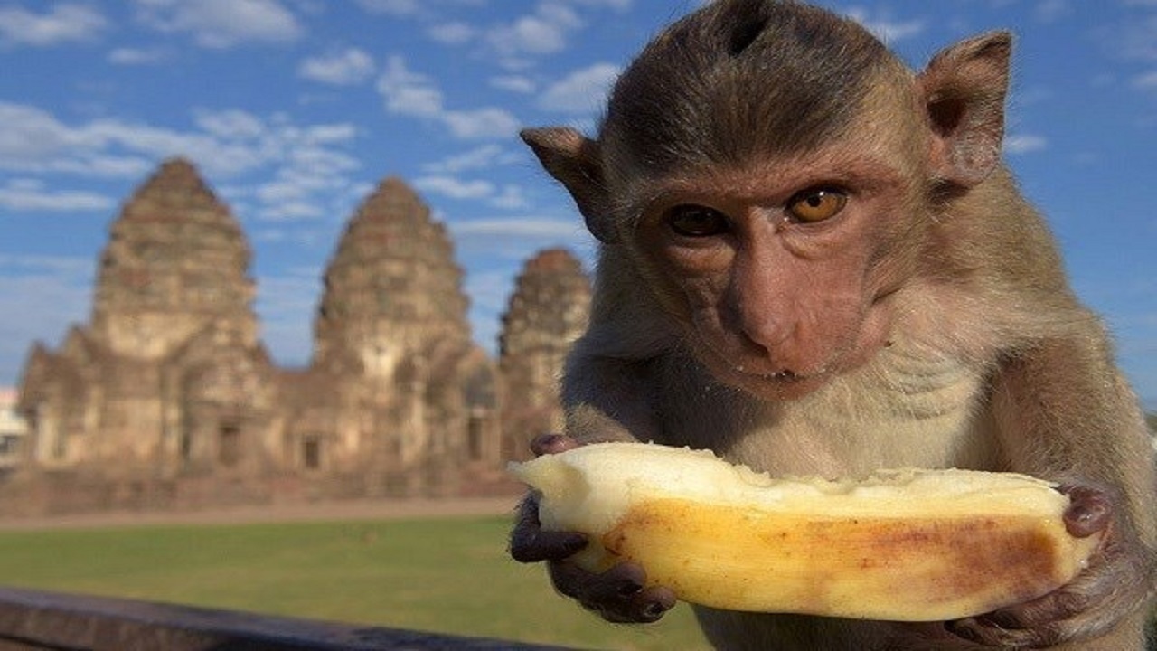 زورگیری عجیب میمون از نگهبان + فیلم