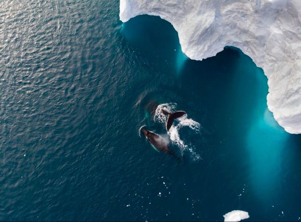 شنای نهنگ مادر با فرزندش در آب‌های قطبی +عکس