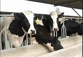 درآمد ماهانه ۸میلیونی با فروش شیر