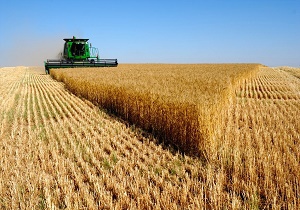 برداشت گندم عقب افتاد/ بارندگی دلیل تاخیر در برداشت گندم نوبرانه/ پیش‌بینی افزایش تولید نسبت به سال زراعی گذشته