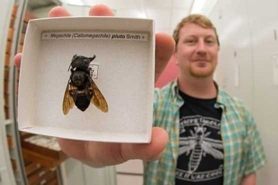 بزرگترین زنبور جهان کشف شد +عکس