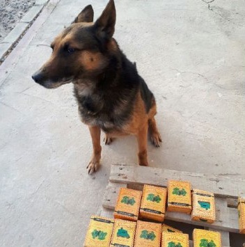 کشف 13 کیلو مخدر توسط سگ‌های گمرک +عکس