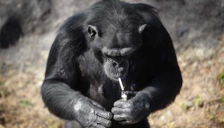 شامپانزه سیگاری در کره شمالی! +عکس