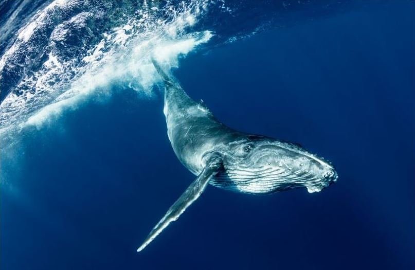 بزرگ‌ترین نهنگ خلیج فارس به گل نشست +عکس