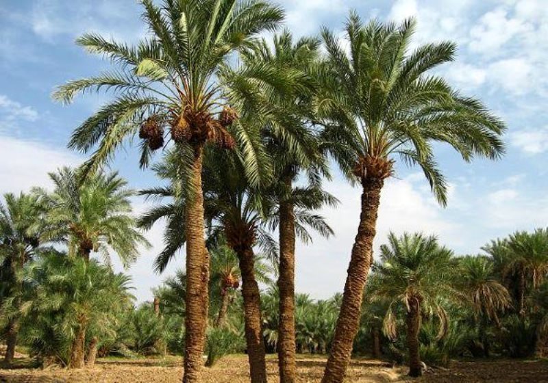 گواهی بهداشت گیاهی بیش از ۴۰۰اصله نخل به قطر جعلی است