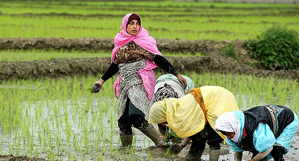 تفاهم‌نامه سه‌جانبه ترویج مصرف محصولات سالم با مشارکت زنان روستایی امضاء شد/ نقش پررنگ زنان در کاهش فقر کشاورزان