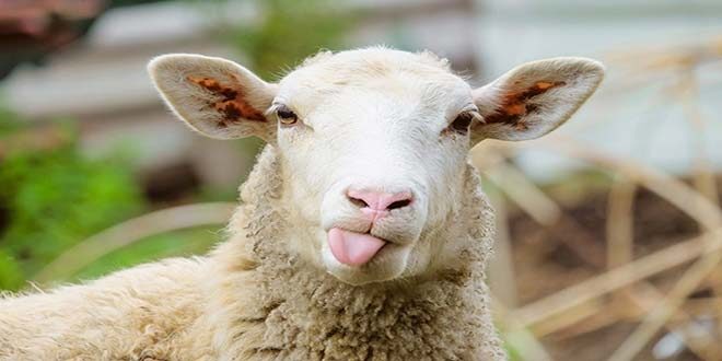 بهترین راه برای تشخیص و خرید گوشت گوسفندی سالم