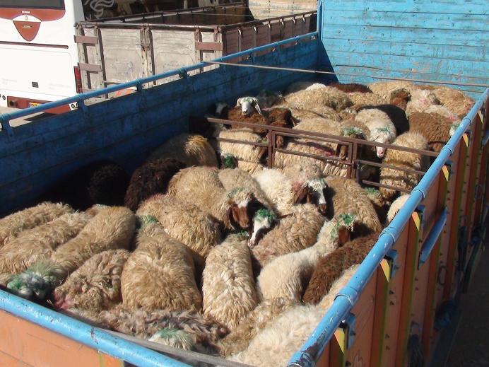 قاچاق دام عامل گرانی گوشت قرمز در کشور است