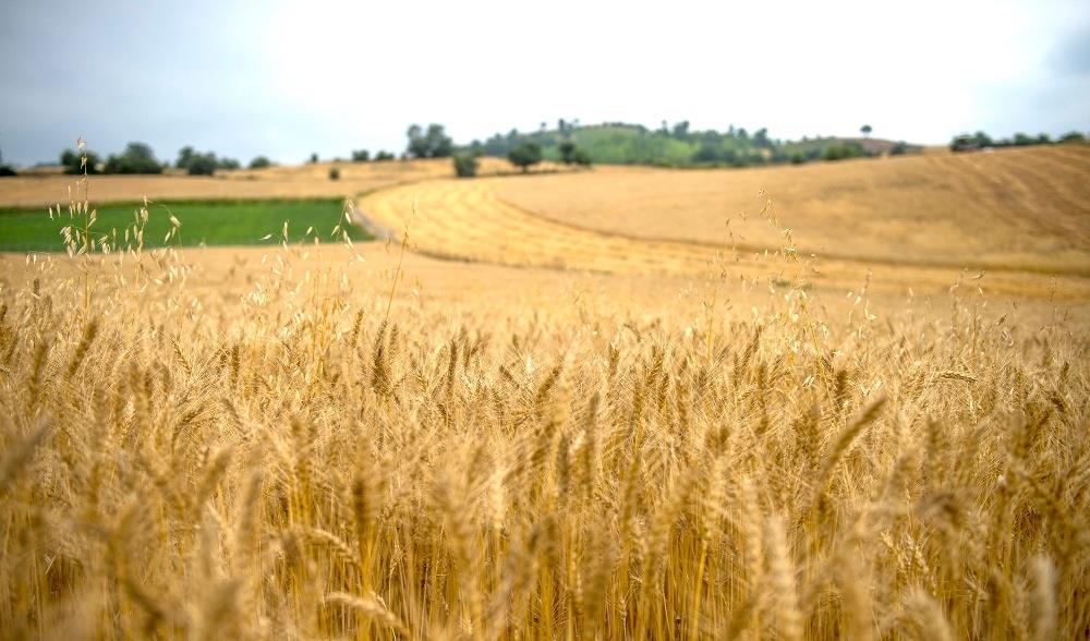 تولید بیش از  ۸میلیون تُن گندم در کشور