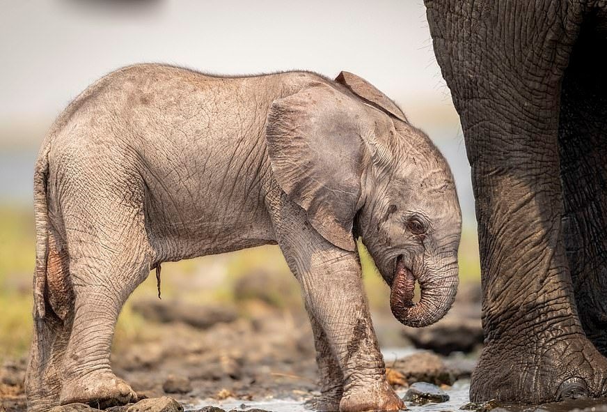 تلاش بچه فیل برای ایستادن +عکس