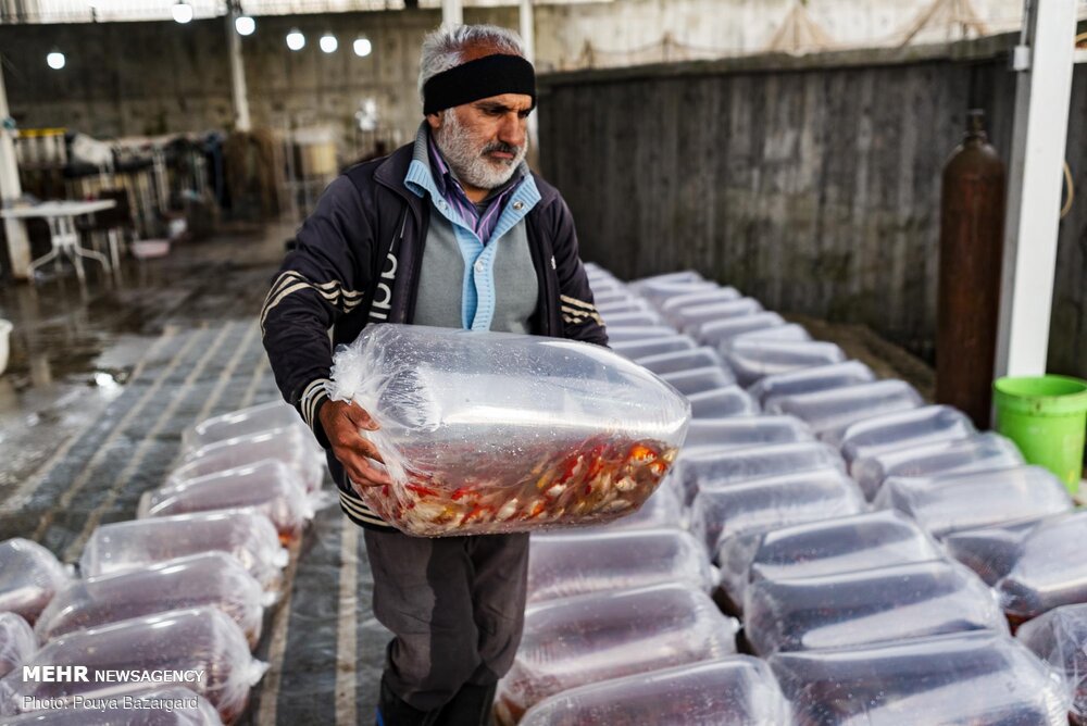 پرورش «ماهی قرمز ایرانی» +عکس