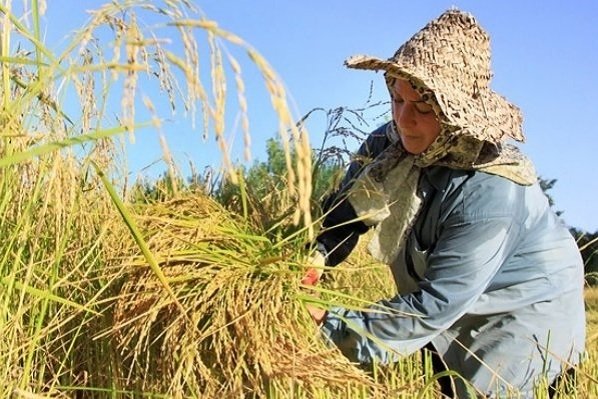 برداشت برنج آغاز شد