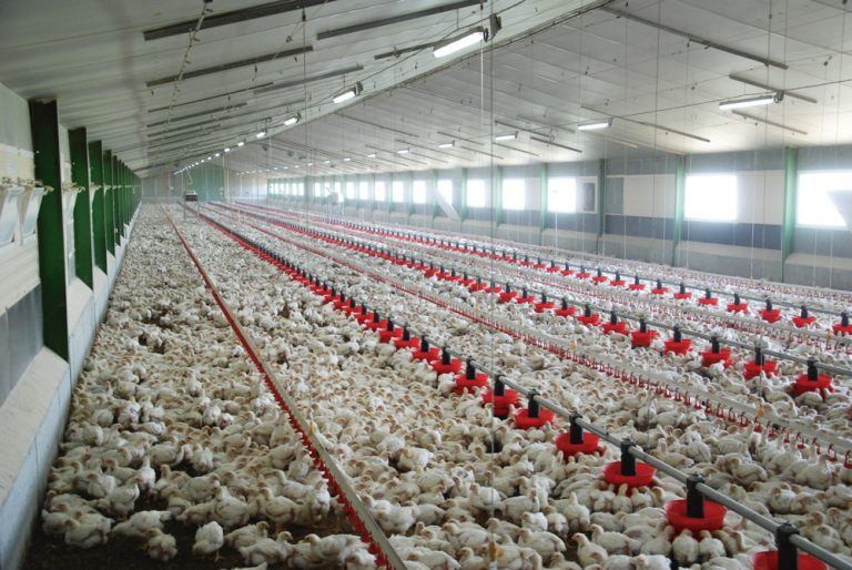 عوارض ۵هزار تومانی صادرات مرغ از ابتدای مرداد اخذ می‌شود