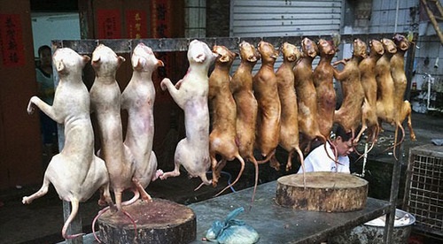 پایان سگ خوری در چین؟ +عکس