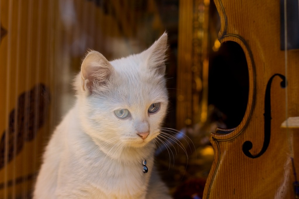 گربه ها هم از شنیدن موسیقی لذت می برند؟