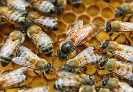 واگذاری بیش از ۷هزار ملکه اصلاح‌ نژاد شده به زنبورداران