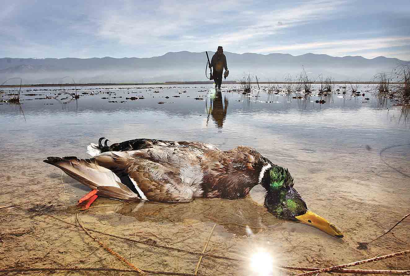 محیط‌زیست شکارچی اردک شد