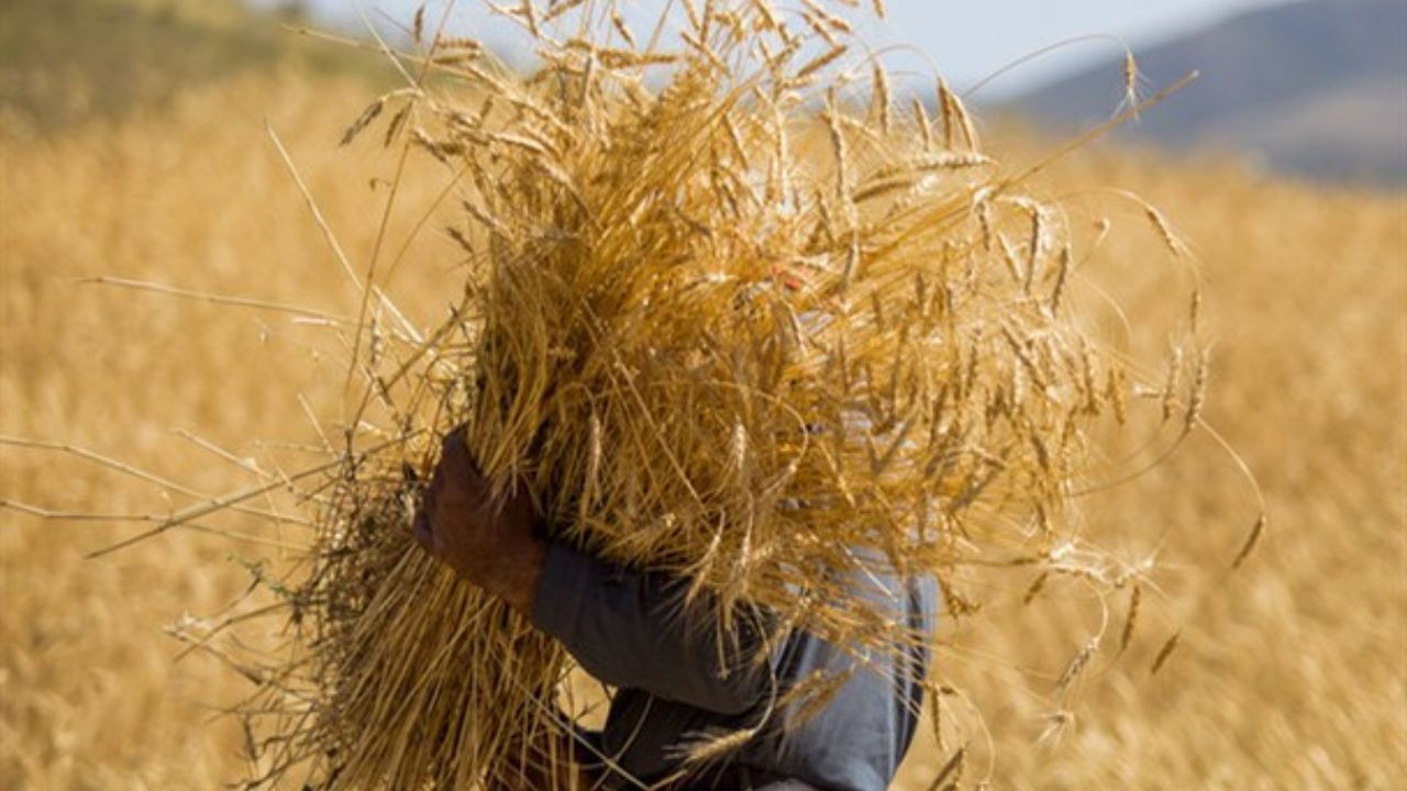 تولید گندم به بالای ۱۲ میلیون تن می‌رسد