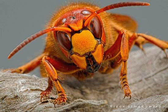 عجیب ترین حشرات جهان +تصاویر