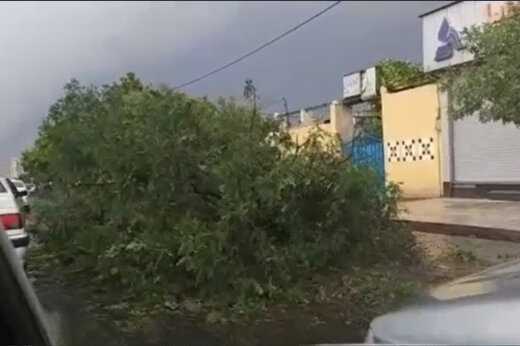 سقوط درخت در مشهد در پی تگرگ شدید + فیلم