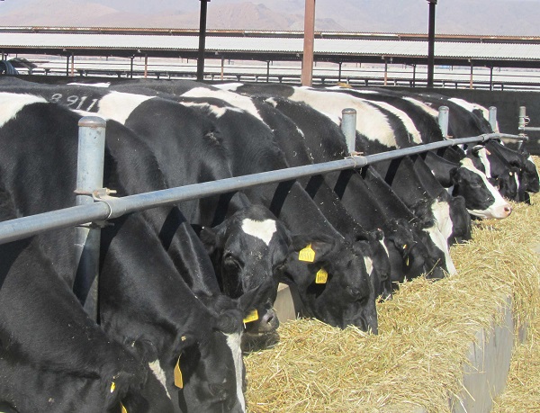 بهار امسال حدود ۲ میلیون‌ تن شیر گاو تولید شد