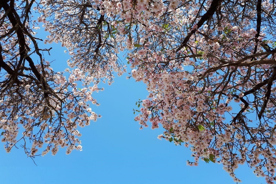 طبیعت شکوفه‌باران محلات +تصاویر