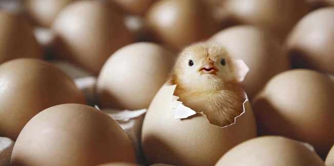 تولید تخم مرغ، بازاری بزرگ با بازدهی عالی