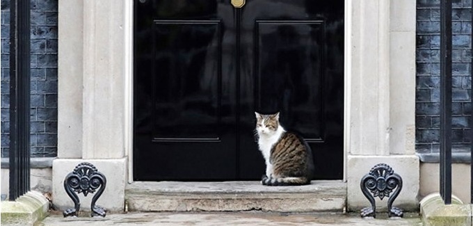 در دفتر نخست‌وزیر را روی گربه باز کردند +عکس