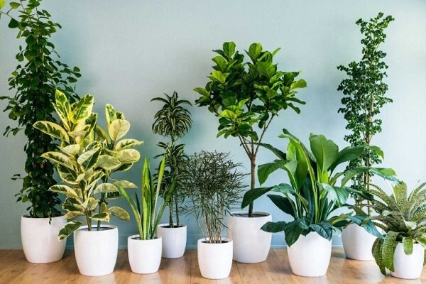گیاهان آپارتمانی که کمک میکنن راحت تر نفس بکشیم