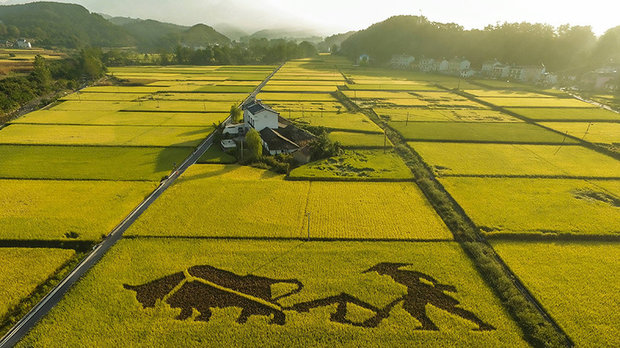 تصاویری جالب از برداشت برنج در اندونزی