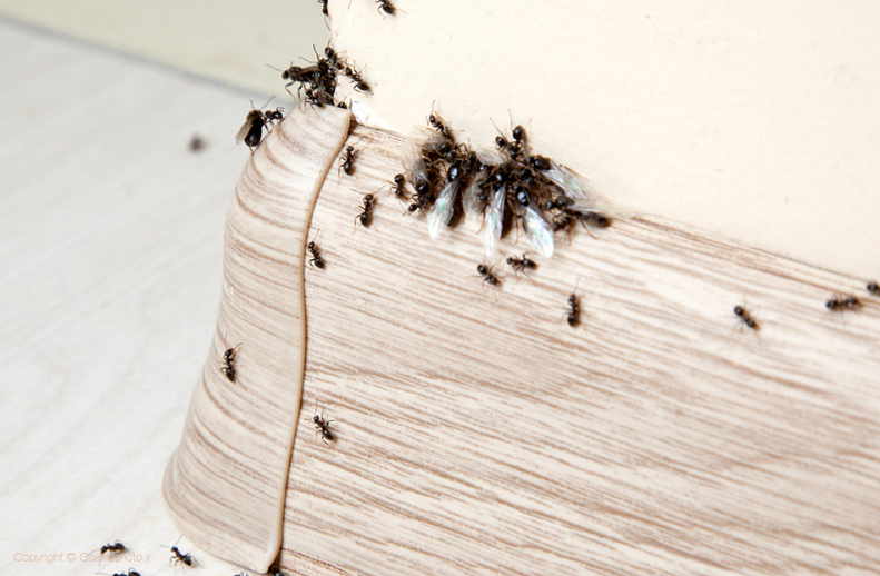 چجوری مورچه ها را از خونه فراری بدیم؟