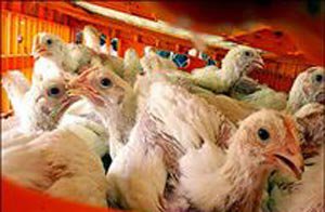 گرمای هوا باعث افزایش تلفات مرغ و کاهش تولید شد